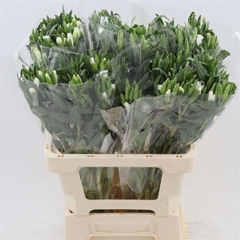 Clarkia Amoena Grace White 60cm
