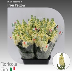 Matthiola Iron Yellow 70cm