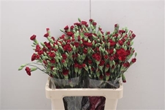 Dianthus Spray Chateau 70cm