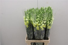 Antirrhinum Potomac Yellow 75cm