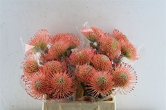 Leucospermum Ayoba Pink 40cm