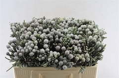 Brunia Laevis 50cm