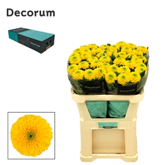 Chrysanth Single Brasiliana 70cm 75gr.