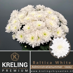 Chrysanth Spray Baltica 70cm 85gr.