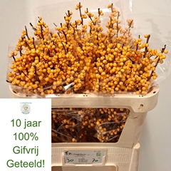 Ilex Golden Verboom 70cm
