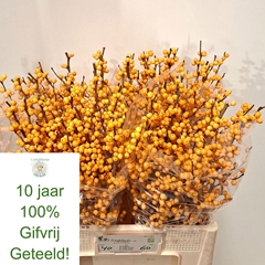 Ilex Golden Verboom 60cm