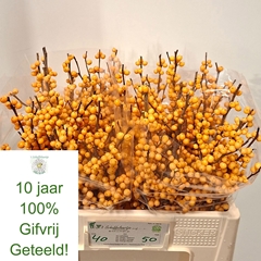Ilex Golden Verboom 50cm