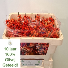 Ilex Oudijk's Orange 45cm