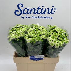 Chrysanth Santini Maverick White 55cm 28gr.