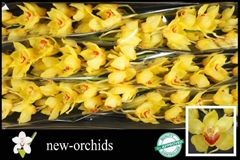 Cymbidium Golden Fleece 80cm