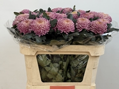 Chrysanth Single Bigoudi Pink 80cm 100gr.