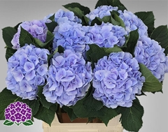 Hydrangea Verena Blue 80cm 20-22cm Hd