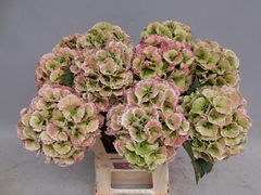 Hydrangea Lolly Pop Classic 60cm 10-12cm Hd