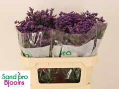 Limonium Shooting Star 70cm 30gr.