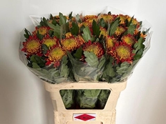 Chrysanth Single Tom Pearce 80cm 100gr.
