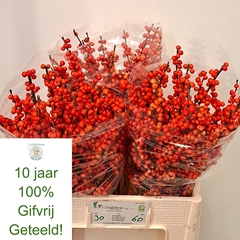 Ilex Oudijk's Orange 60cm