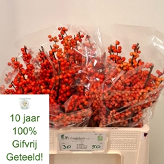 Ilex Oudijk's Orange 50cm