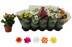 Kalanchoe Double Rosaline Mix 12Ø 27cm