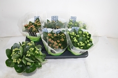 Kalanchoe Double Mix 15Ø 26cm