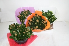 Kalanchoe Double Mix 23Ø 27cm