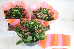Kalanchoe Double Mix 23Ø 25cm