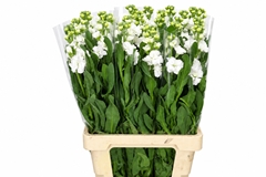 Matthiola Iron White 70cm
