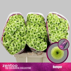 Chrysanth Santini Bumper 55cm 44gr.