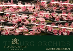 Cymbidium Early Charm 80cm