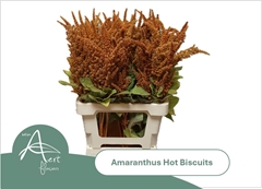 Amaranthus Cruentus Hot Biscuits 70cm
