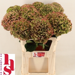 Hydrangea Royal Breeze Classic Rose 80cm 22-24cm Hd