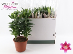 Lily Oriental Sunny Robyn 19Ø 50cm