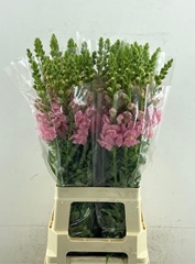 Antirrhinum Potomac Rose 75cm