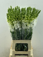 Antirrhinum Potomac White 75cm