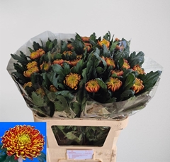 Chrysanth Single Fuego 80cm 100gr.