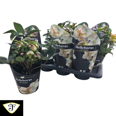 Helleborus Viv Valeria 17Ø 40cm