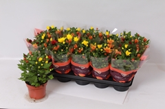 Chrysanth Mix 12Ø 26cm
