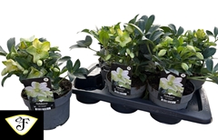 Helleborus Viv Viviana 17Ø 35cm