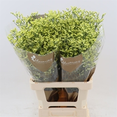 Limonium Sinense China Summer 70cm 25gr.