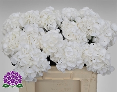 Hydrangea Royal Princess 50cm 9-11cm Hd