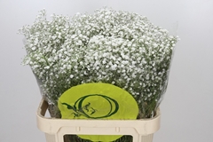 Gypsophila Paniculata Xlence 80cm 40gr.