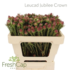 Leucadendron Jubilee Crown 50cm