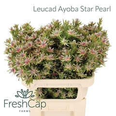 Leucadendron Ayoba Star Pearl 80cm