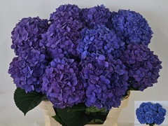 Hydrangea Pimpernel 80cm 18-20cm Hd