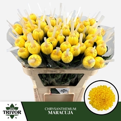 Chrysanth Single Maracuja 70cm 65gr.