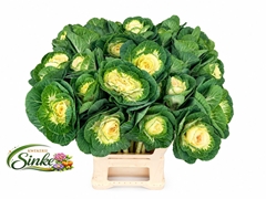Brassica White Crane 60cm