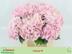 Hydrangea Lolly Pop Pink 40cm 9-11cm Hd