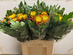 Chrysanth Single Tom Pearce Dark 65cm 100gr.