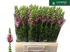 Antirrhinum Potomac Lavender 65cm