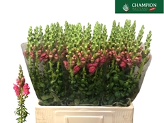 Antirrhinum Potomac Cherry Pink 65cm