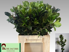 Ilex Leaf Blue Prince 45cm